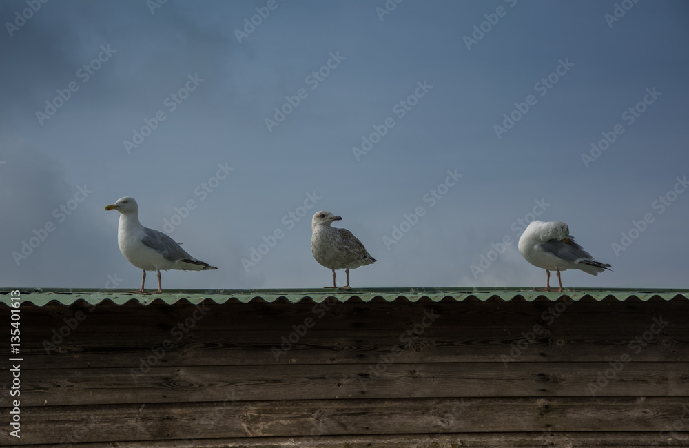 Seagulls Seagulls