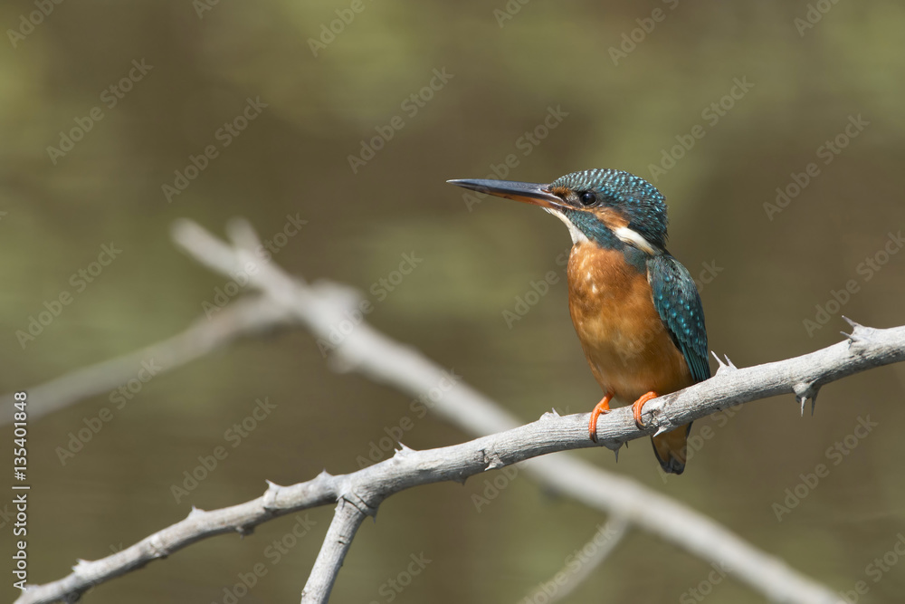 Bird, Blue bird, female Common Kingfisher (Alcedo atthis) on a b Bird, Blue bird, female Common Kingfisher (Alcedo atthis) on a b