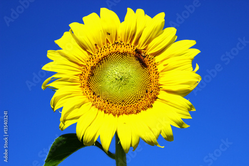 Fototapeta Naklejka Na Ścianę i Meble -  sunflower 