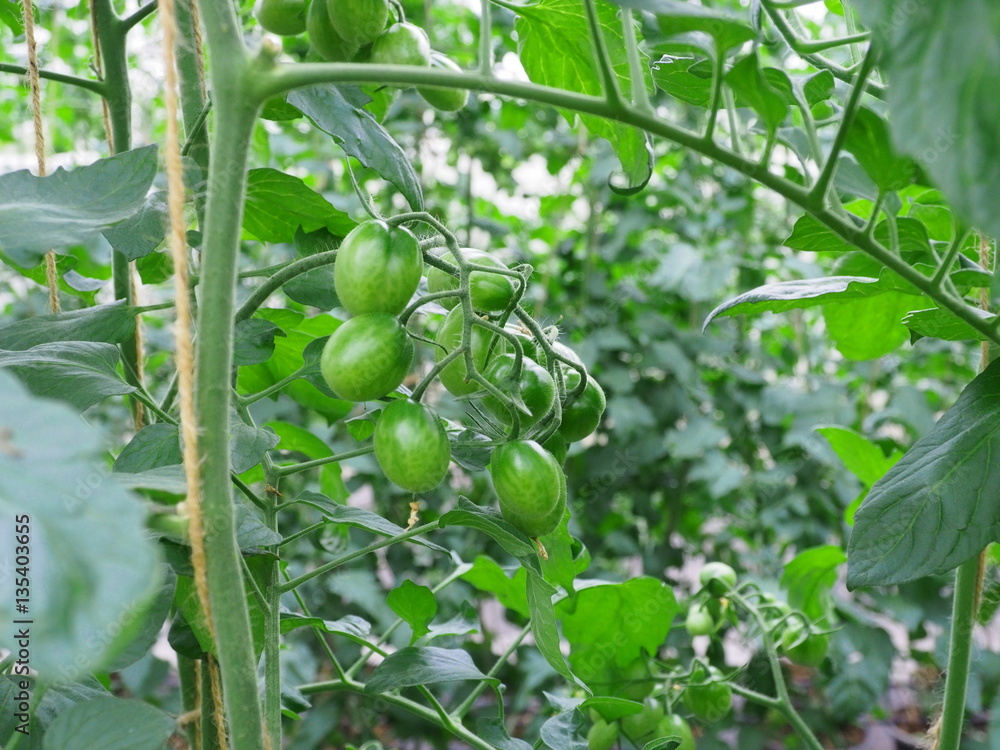 Tomato fruit on plant.