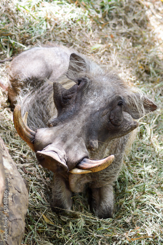 Warthog lie in the grass