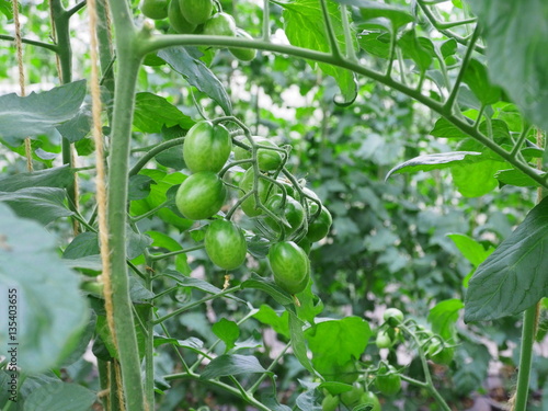 Tomato fruit on plant.