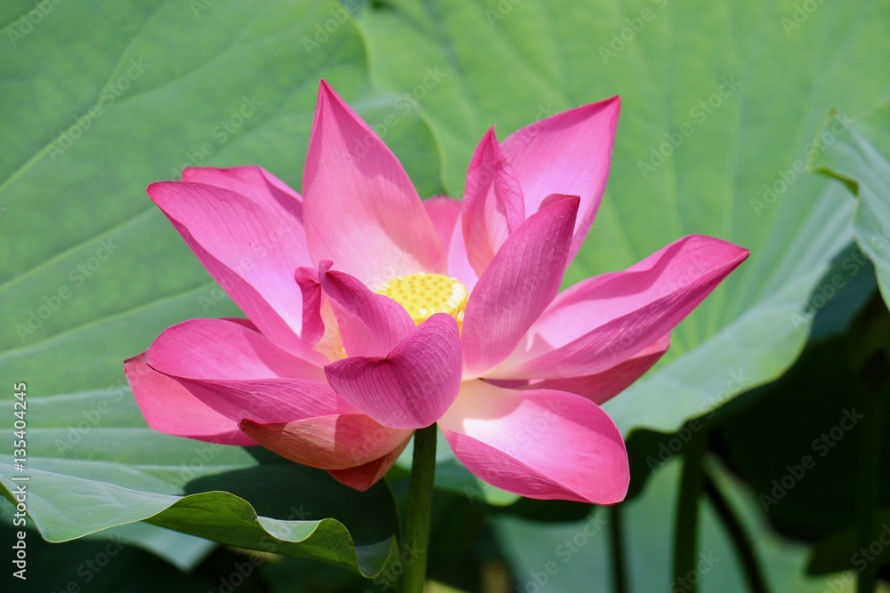 Beautiful flower in the garden Beautiful flower in the garden