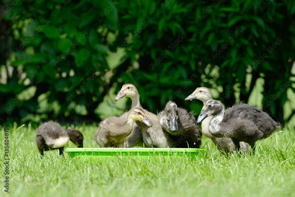 Domesticated ducks in water bowl on meadow Domesticated ducks in water bowl on meadow