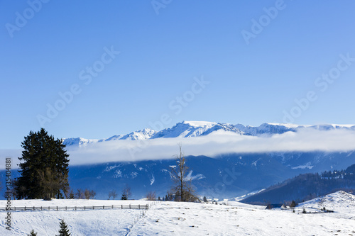 isolated trees in winter landscape in the mountains