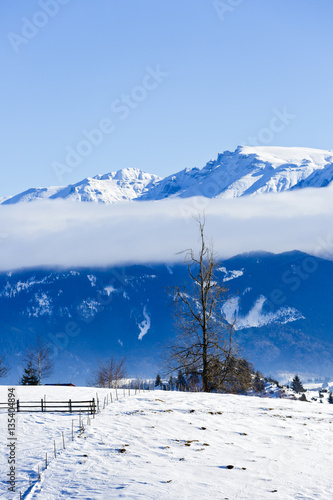 isolated trees in winter landscape in the mountains © czamfir