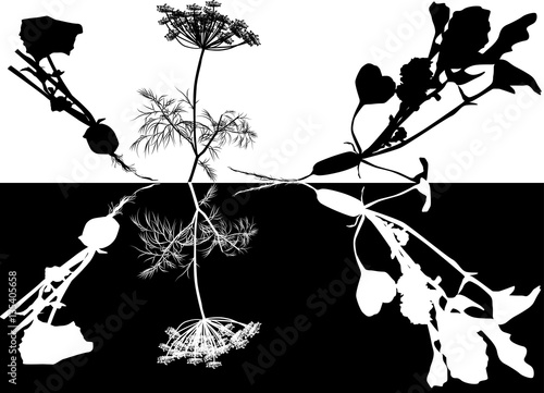 radish and dill silhouettes illustration