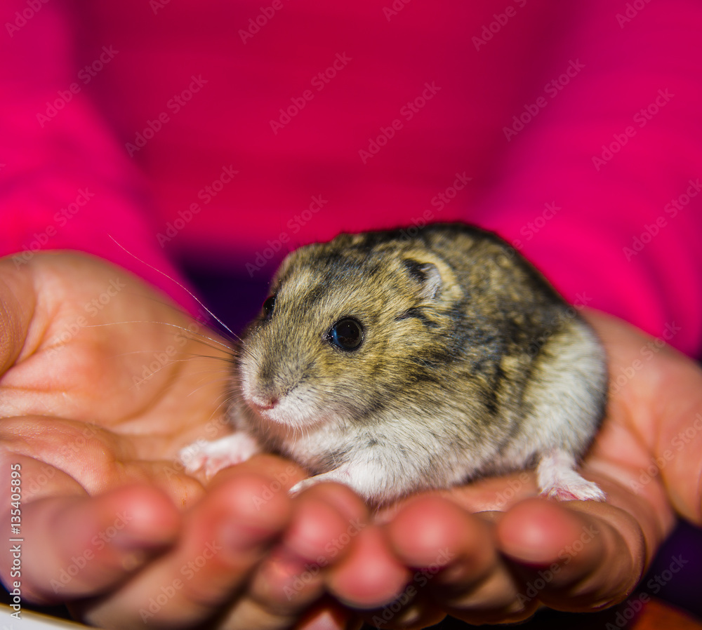 Grey dwarf hamster Gray macro, stands hairy, fur, , Grey dwarf hamster Gray macro, stands hairy, fur, ,