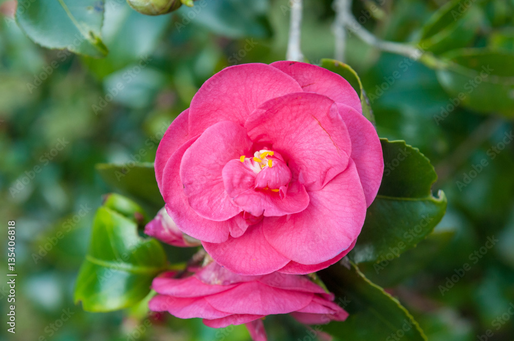 Close up photography of a pink Camellia blossom Close up photography of a pink Camellia blossom