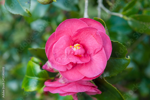 Close up photography of a pink Camellia blossom