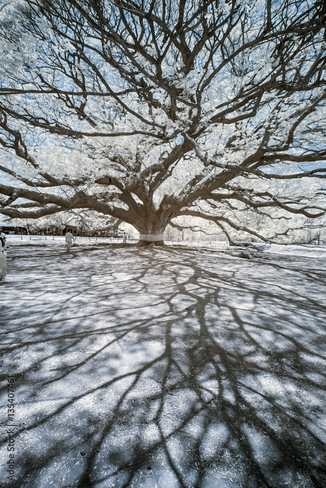 Infrared photography of a giant Rain tree No.2 Infrared photography of a giant Rain tree No.2