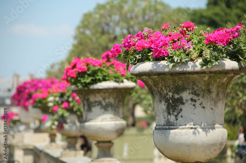 Row of flowerpots with pelargonium flowers