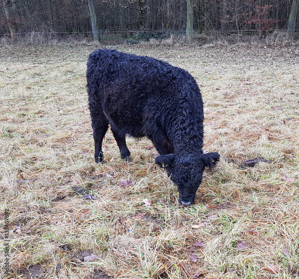 Fototapeta premium Galloways, Rinder, Winter