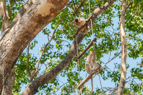 Monkeys sit on the sling shot on a large tree