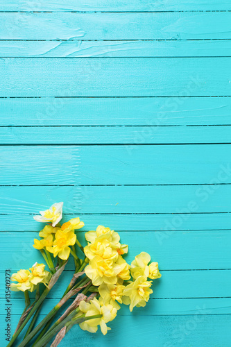 Bright yellow narcissus or daffodil flowers on aquamarine  woode