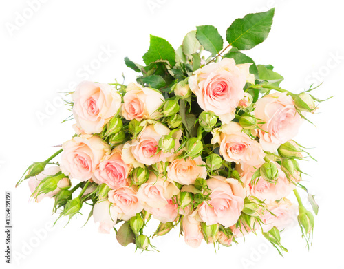 Bouquet of pink blooming fresh roses with leaves and buds isolated on white background