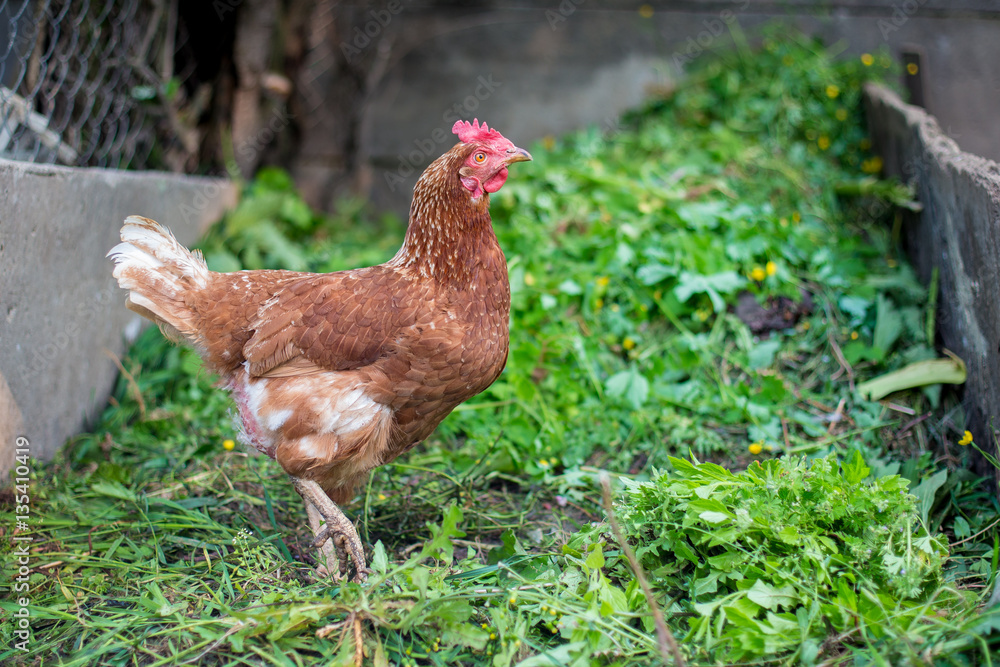 Fototapeta premium Hen in the home compost