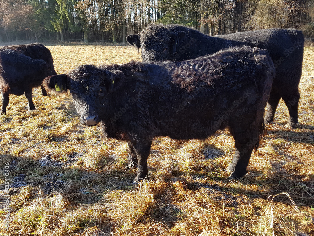Fototapeta premium Galloways, Rinder, Winter
