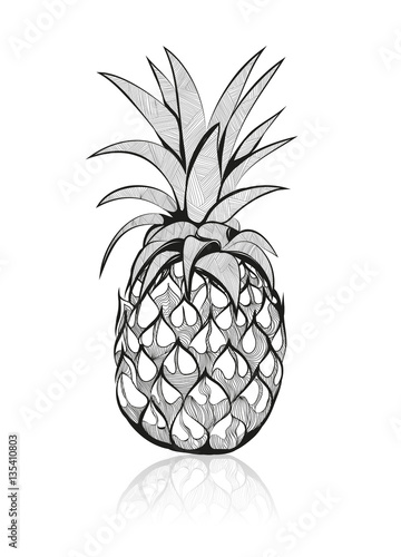 Zeichnung einer Ananas.
Handgezeichnete tropische Frucht
