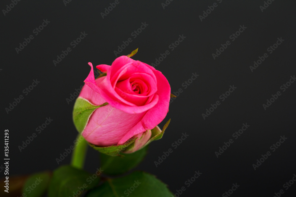 Delicate beautiful rose on a plain background Delicate beautiful rose on a plain background