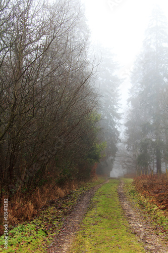 English woodland on a foggy misty morning