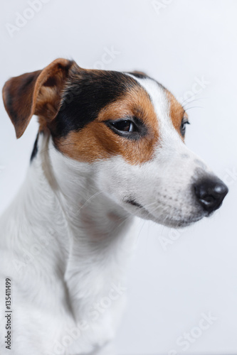 Side view of small dog on white background. Vertical studio shot.