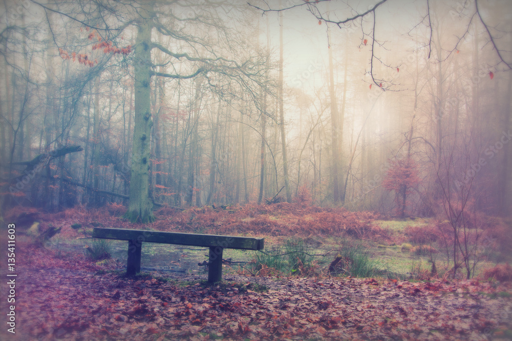 Bench in woodland on a foggy misty morning