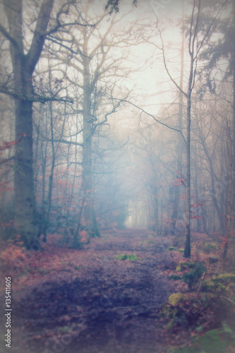 Fototapeta Naklejka Na Ścianę i Meble -  English woodland on a foggy misty morning