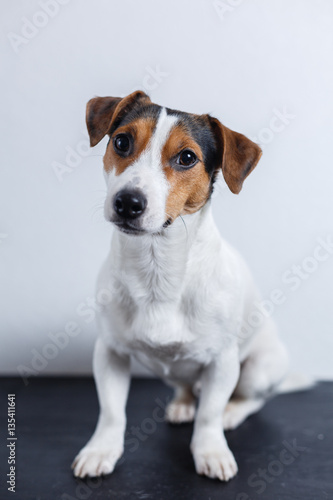 Small dog look at camera on white background. Vertical studio shot.