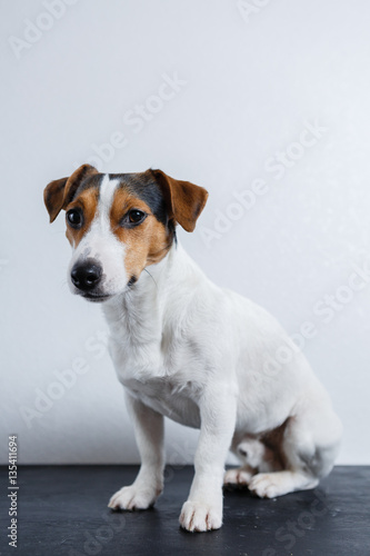 Small dog look at camera on white background. Vertical studio shot. © kkolosov