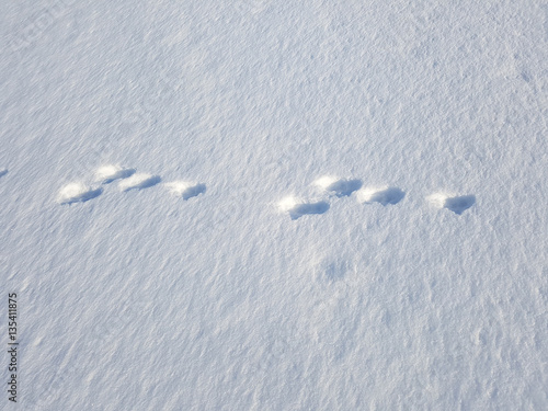 Hasenspur, Spuren, Schnee