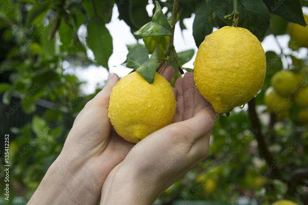 fresh lemons in hands