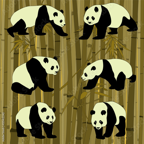 Fototapeta Naklejka Na Ścianę i Meble -  Vector drawing of pandas in different poses in bamboo forest