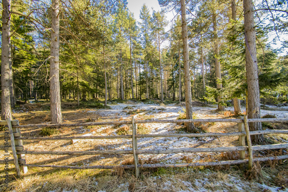into the woods in winter, alpine scenery into the woods in winter, alpine scenery