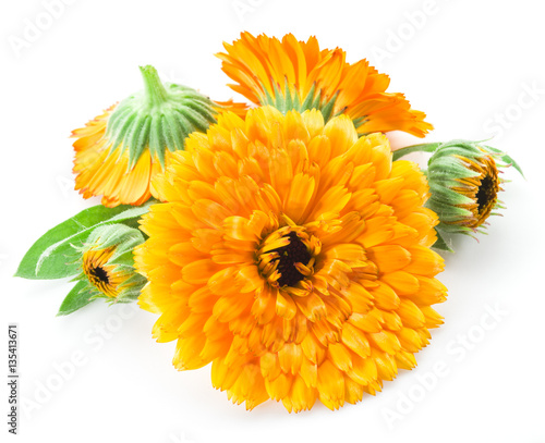 Calendula flowers isolated on white background.