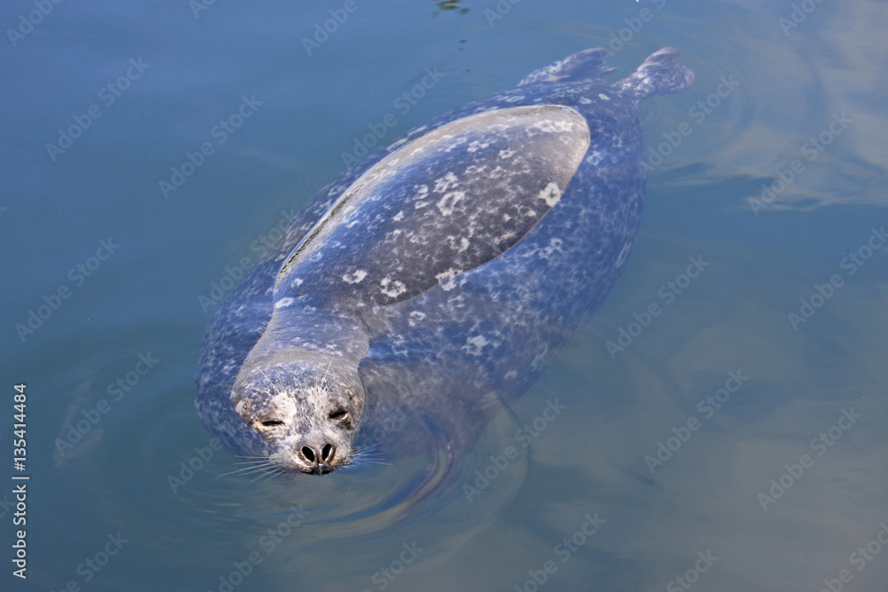 Fototapeta premium Harbour Seal