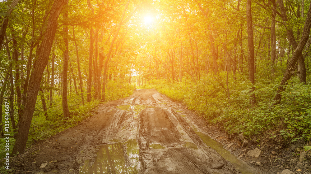 Fototapeta premium Dirt road with puddles through the forest at sunset.