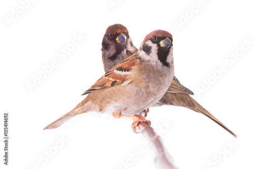 two sparrow sitting on a tree branch