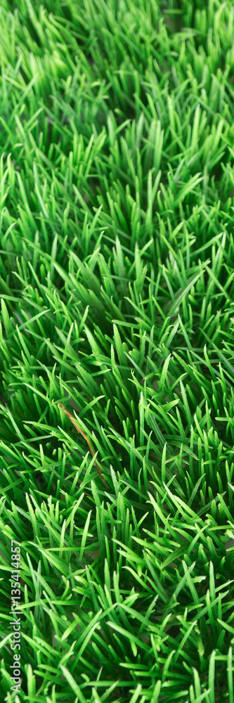 Gras, Sicht von oben, vertikales Banner, Textfreiraum Gras, Sicht von oben, vertikales Banner, Textfreiraum