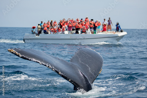 Humpback whale tail in Samana, Dominican republic and torist wha