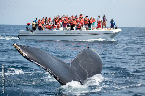 Humpback whale tail in Samana, Dominican republic and torist wha