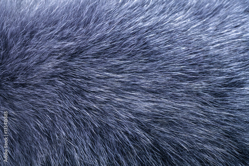 Fluffy grey fur texture or background, closeup