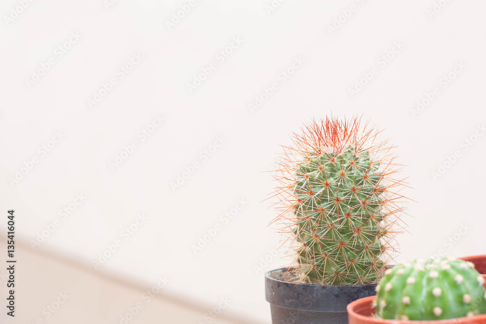 Cactus in a small plastic pot with moist leaves a small drop of Cactus in a small plastic pot with moist leaves a small drop of