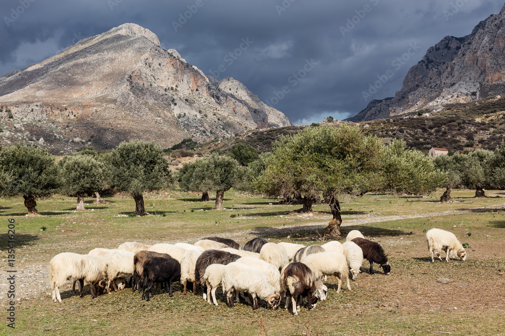 sheep on the way to Prevelli Beach - Crete