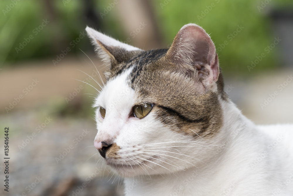 Cute Thai cat