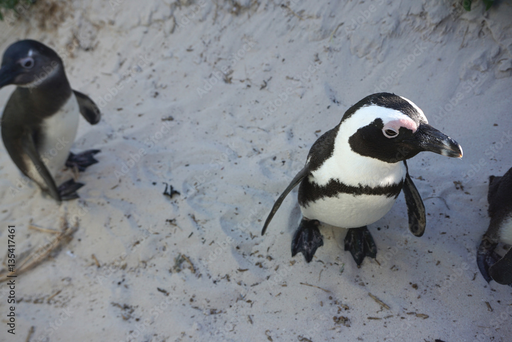 Obraz premium Closed up of African Penguins