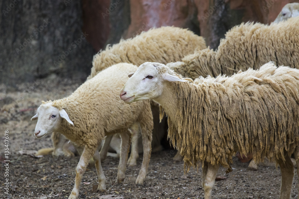 Obraz premium Image of a brown sheep on nature background in thailand. Farm an