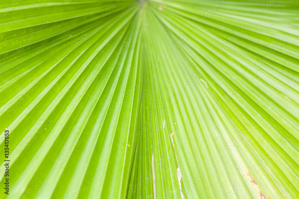 Fototapeta premium Green nature palm tree leaf background, Selective focus.