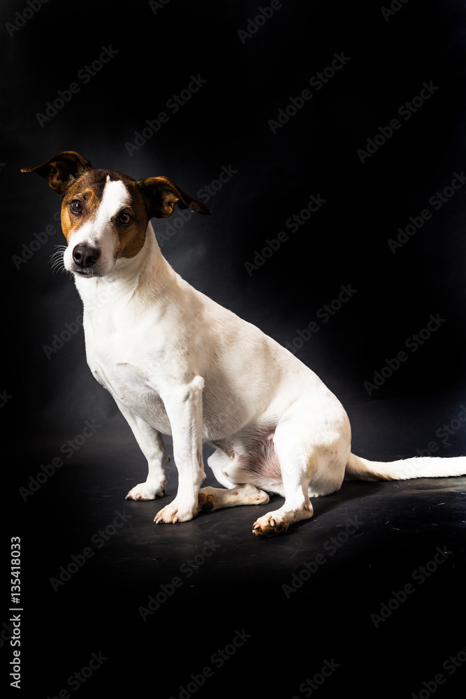 Jack Russell Terrier vor schwarzem Hintergrund sitzend