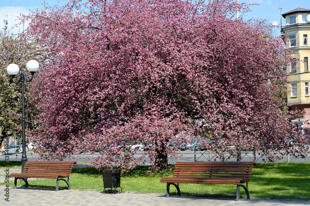 KALININGRAD, RUSSIA. The blossoming Nedzvetsky's KALININGRAD, RUSSIA. The blossoming Nedzvetsky's